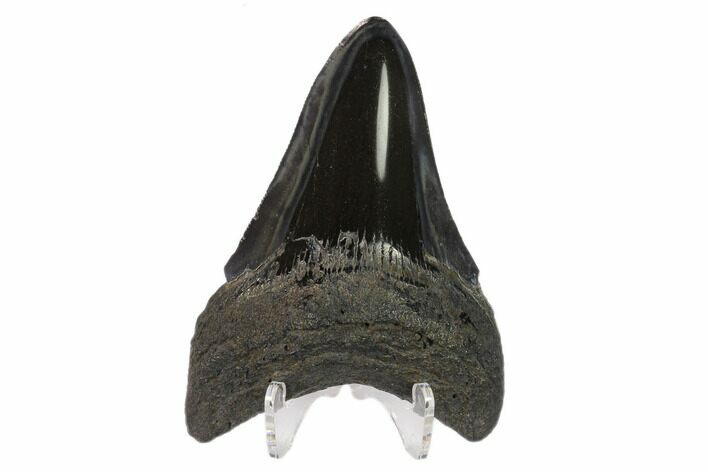 Serrated, Fossil Megalodon Tooth - Polished Blade #130841